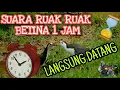 Suara Ruak Ruak Pikat 1 jam Paling Ampuh Langsung Datang