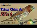 Download Lagu Tiếng Chim Ri ( Ri Vàng) Gọi Bầy Siêu Tốc Độ - File 1 | Kênh Bẫy Chim