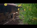 Download Lagu Gardening, Cooking, Cleaning sa BAHAY KUBO. | Buhay probinsya