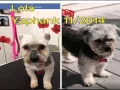 Missing Angels - Long Island