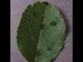 Plant Leaf Disease Detection and Classification using SVC Python Machine Learning AI