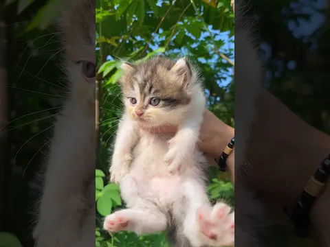 Rescue kitten so cute baby cat 😍 #catvideos #cat #kitten #rescuecat #kucinglucu