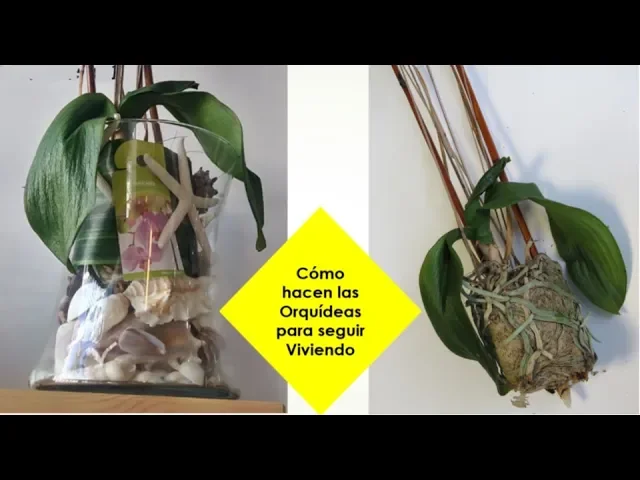 CÓMO TRATÉ A ESTA ORQUÍDEA DESHIDRATADA DESPUÉS DEL RESCATE EPISODIO 151