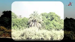 رنة انتي بلاد طيبة أنوشكا ومحمد منير الرائعة دندنها