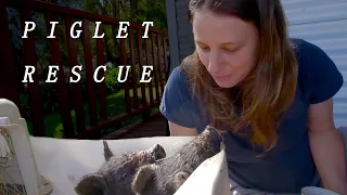 Saving our Piglets’ Lives: A Journey of Discovery  – Free Range Homestead Ep 39