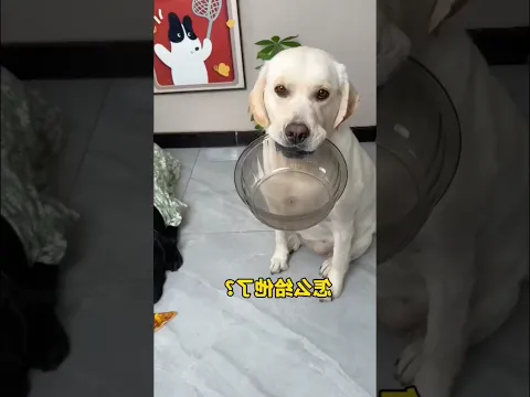 কে পিজা খাবে? ? 😂⁉️#shorts #fypシ゚viral #fyp #dog