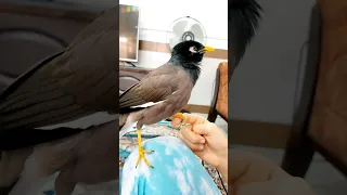 پرنده مینا که حرف میزنه     مینا  پرندگان  مینا  ناز  شیرین  استعداد  طوطی  شورت  عشق دندنها