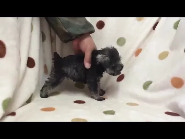 動画