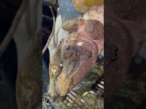 That’s an interesting looking hoof….