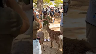 Shots video Nara park deer 🦌 in japan 🇯🇵 #narapark