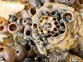 The World of Mayan Bees