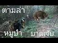 Lagu ตามล่าหมูป่าบาดเจับสาหัด“ນຳຫມູປ່າບາດເຈັບ25 พฤศจิกายน ค.ศ. 2025