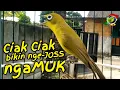 Download Lagu Ciak Jos Kecial Kuning ampuh bikin Kecial Kuning malas bunyi jadi Joss gacor