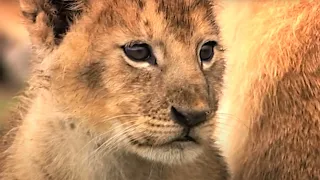 Download Day In The Life Of A Lion Pride | Little Big Cat | BBC Earth Kids MP3