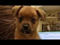 Puppy stolen from Lynchburg Humane Society