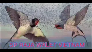 sp raja walet vietnam