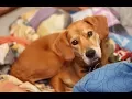 The Bogle Beagle Boxer