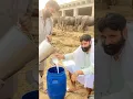 Download Lagu Gujjar #gujjar #tiktoker #100k #shortvideo #gorw #culture #pakistan