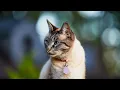 Lynx Point Siamese Cat Facts Brief History Everything You Need To Know