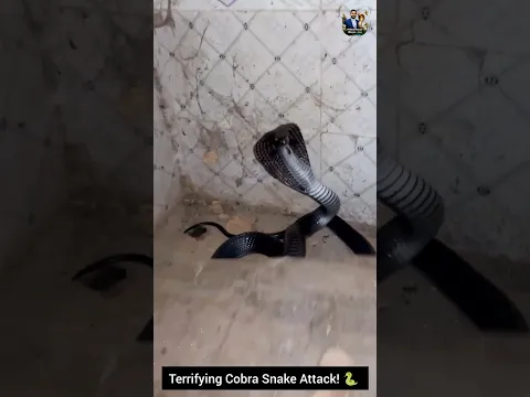 Terrifying Cobra Snake Attack! 🐍😱 #Cobra #SnakeAttack #Wildlife