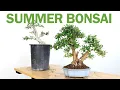 Making an Olive Bonsai in 4 Months over the Summer