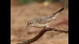 صوت الدخل الاصلي او الشحيم لعصفور  التين دندنها