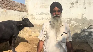 27 October 2026 Ph 98550-94741👈ਬਹੁਤ ਬਰੀਡ ਆਲੀ ਝੋਟੀ ਵਿਕਾਊ 18+ ਵਾਲੀ