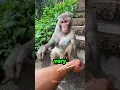 Download Lagu Monkey Helped Dad 🤩