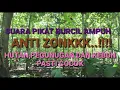 Download Lagu SUARA PIKAT AMPUH UNTUK BURUNG KECIL || BURCIL