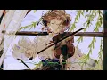 Download Lagu DAZBEE – Wasureji No Kotonoha | Unforgettable words [Clean Acapella] 3D Audio بدون موسيقى