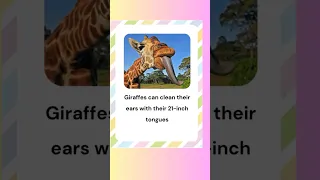 Animals Fun Facts Lunchbox Notes For Kids Fascinating Educational Gift Printable Lunch Box cards