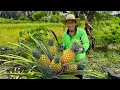 Lagu Memetik Nanas Madu Jumbo | Masak Lodeh , Tahu Goreng, Es Buah Nanas Segar | Kampung Halaman