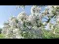 Que Sera Sera - Billianne [Official Visualizer]
