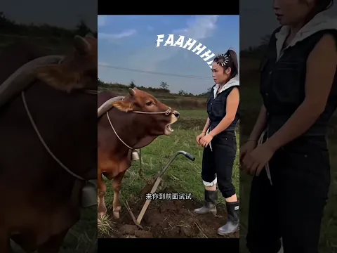 Hilarious Ox Shouts Back at Rude Owner! 🐂😂 #shorts #funnyanimals #ox