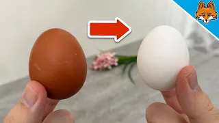 Why Are Some Chicken Eggs Brown and Others White💥(A Surprising Reason)🤯
