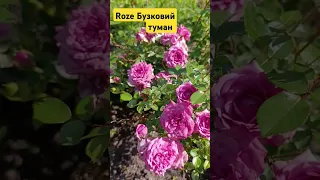 Saveukrain Бордюрна троянда Бузковий туман всебудеукраїна 