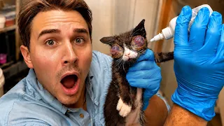 This ABANDONED KITTEN needs His EYES REMOVED !