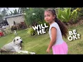 Download Lagu Ons leven op de Filipijnen 🇵🇭 Een echte dag met hoogte- en dieptepunten