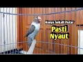 Lovebird Ngekek Panjang ISTIMEWA Buat Pancingan, Suaranya Jadikan Lovebird GACOR RAJIN BUNYI