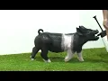 Flatland Showpigs XG 11-11