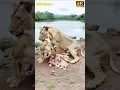 Download Lagu The Most Unbelievable Lioness Gives Birth to an Unexpected Number of Cubs! #europeanwildlife