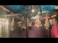 Download Lagu In Merryn's aviary;  spying through the window on the occupants
