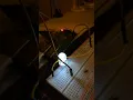Peer-graded Assignment Connect an LED to your Raspberry Pi