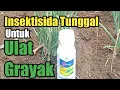 Download Lagu Hama Ulat Grayak Membandel#Shorts