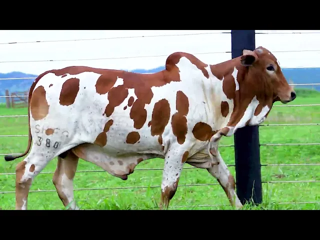 Garrote Nelore SHFA - 380