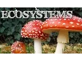 Understanding Ecosystems for Kids Producers Consumers Decomposers - FreeSchool