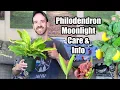 Philodendron Moonlight Care Information