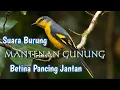 Download Lagu burung MANTENAN GUNUNG betina gacor pancing jantan