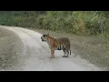 Download Lagu Kanha National Park; Kanha Tiger Reserve India Deel 4 van de India en Sri Lanka reis