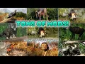 Tons of Mods 30 New Species Planet Zoo Mod Showcase